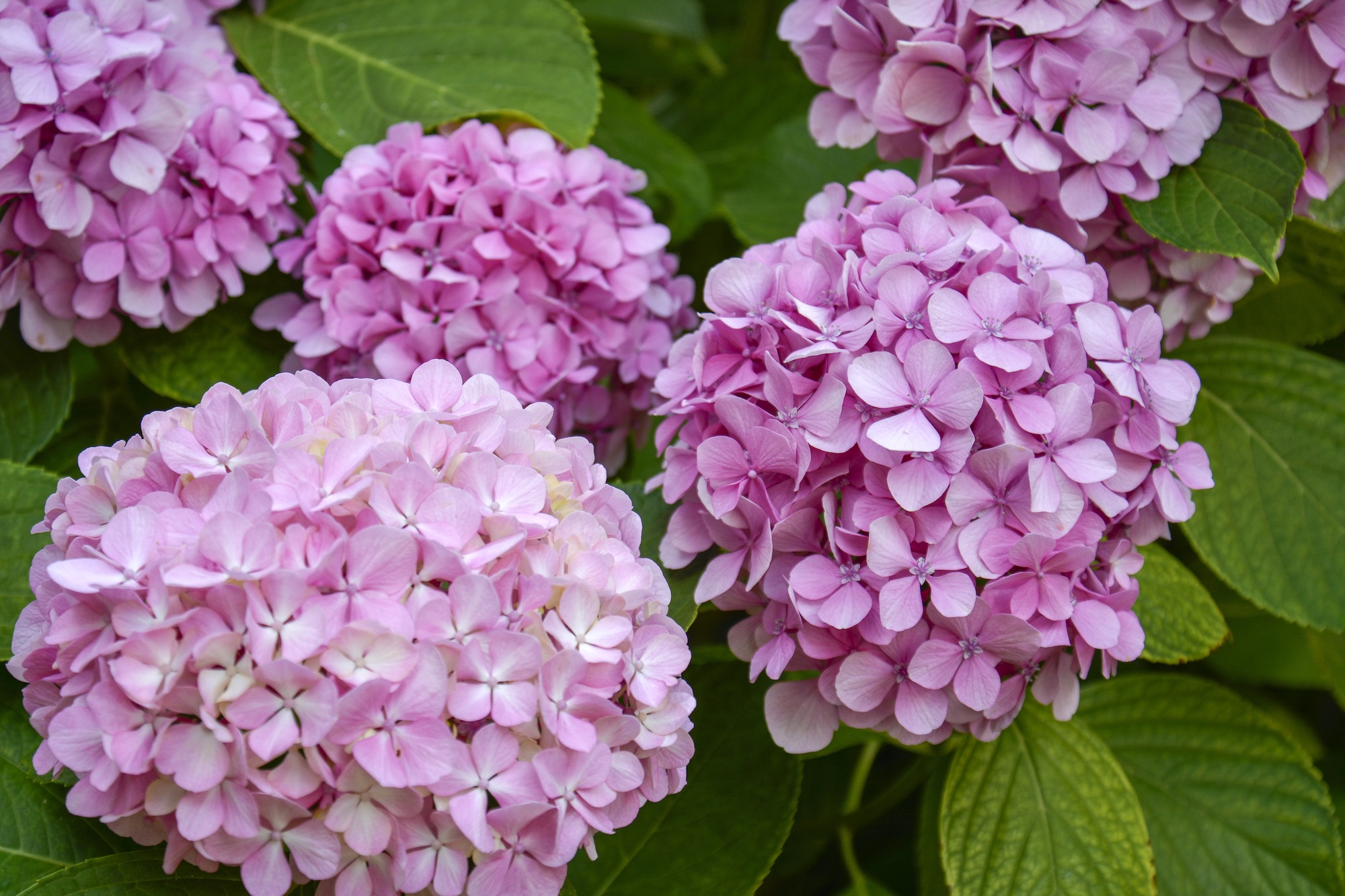 Up close shot of Hydrangeas in a garden.